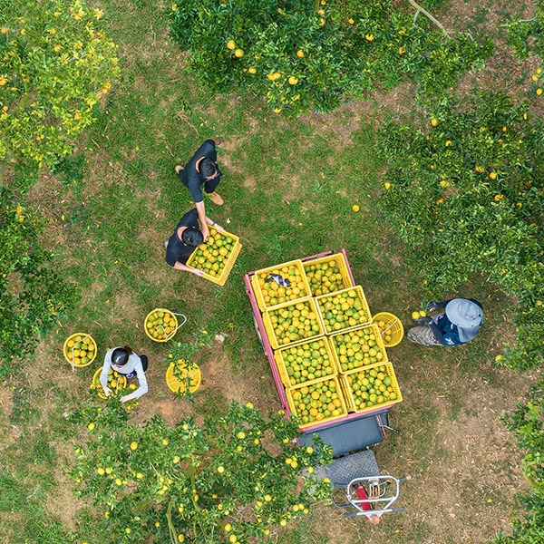 開心農場 吃出家文化