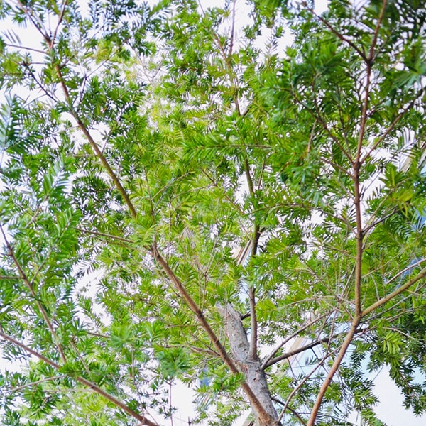 捐贈油衫廣種好樹