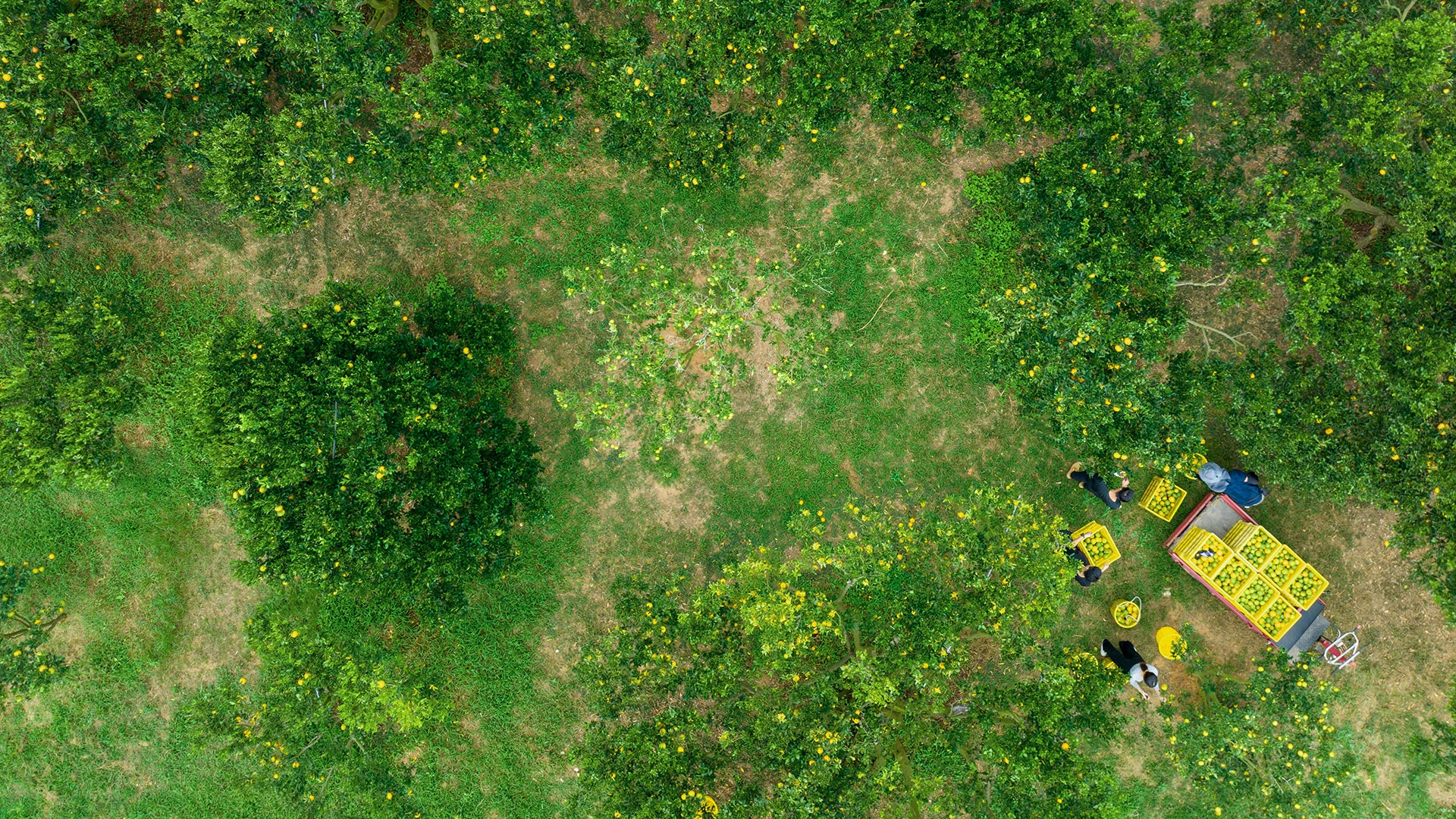 開心農場 吃出家文化