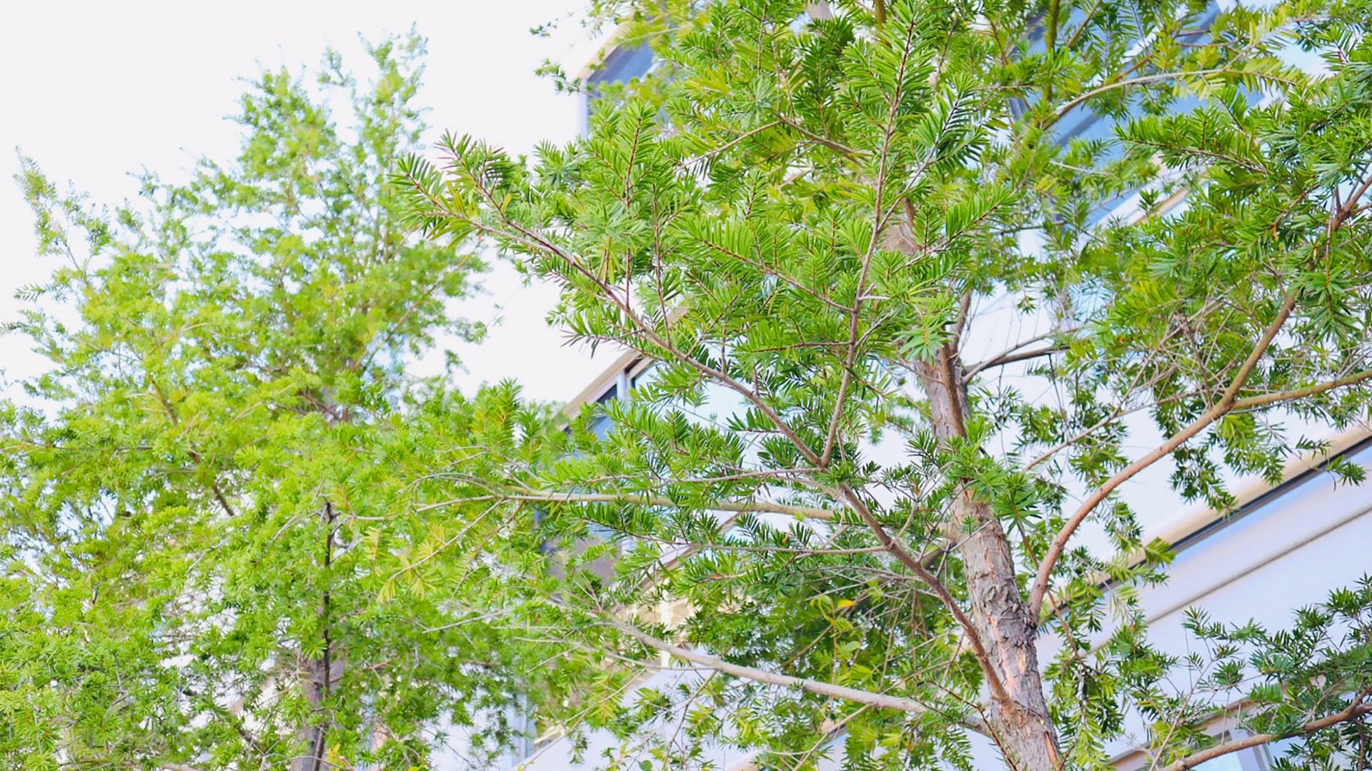 捐贈油衫廣種好樹